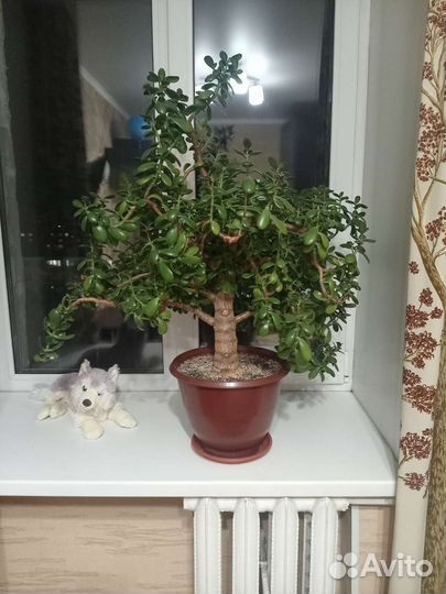 Денежное дерво