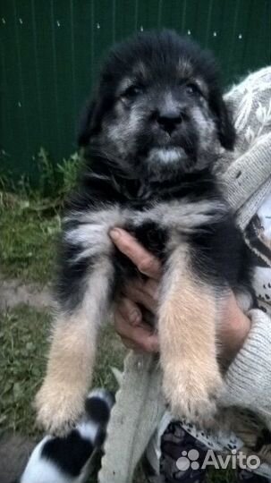 Щенки в добрые руки