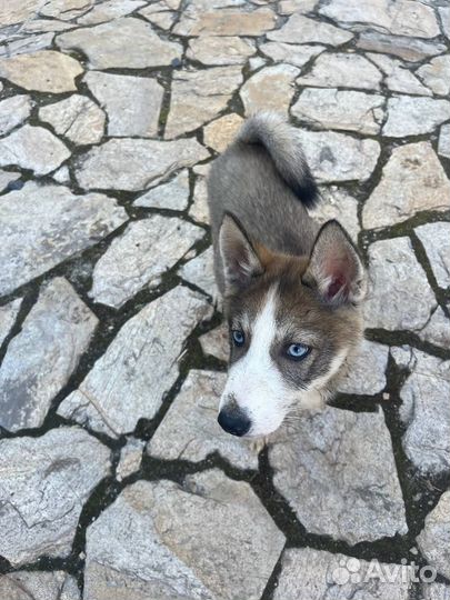 Хаски в добрые руки