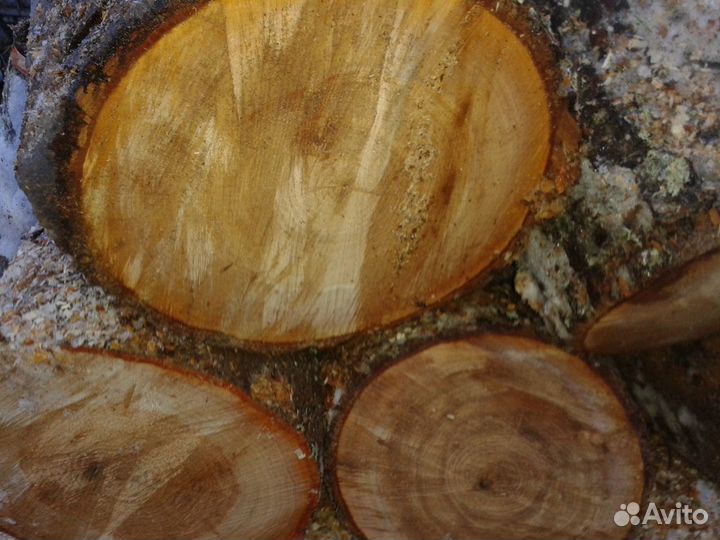 Дрова береза