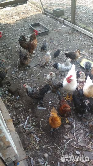 Карликавые куры