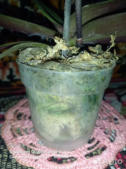 Парфюмерная фабрика фаленопсис