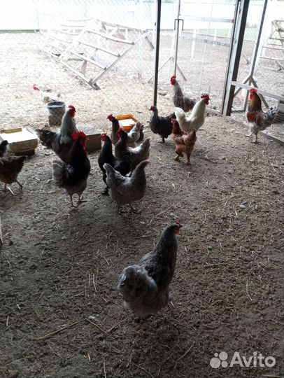Продам домашние кур