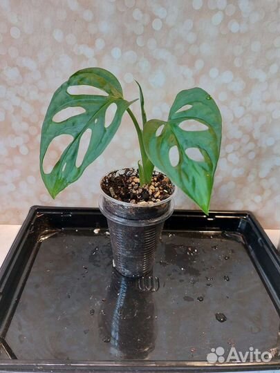 Монстера,сциндапсус/сингониум,Эпипремнум