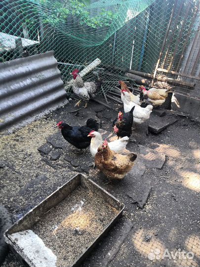 Инкубационное куриное яйцо домашнее