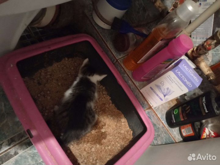 Кошка