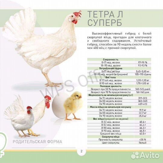 Инкубационное яйцо Венгерский великан и несушка