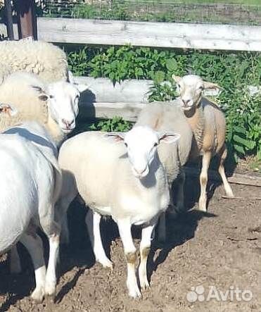 Катумский баран