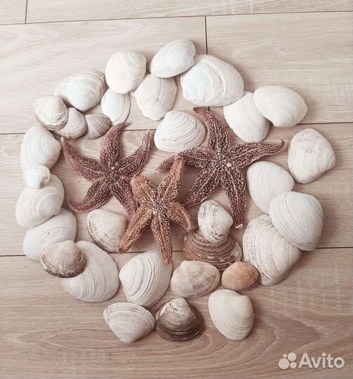 Звезды и ракушки стромбус