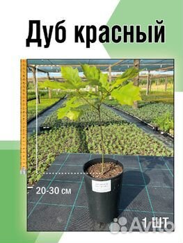 Дуб красный саженцы