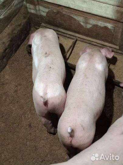 Чистопородные ландрасы