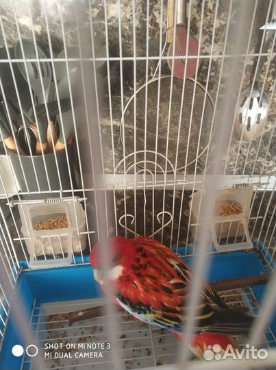 Говорящий попугай