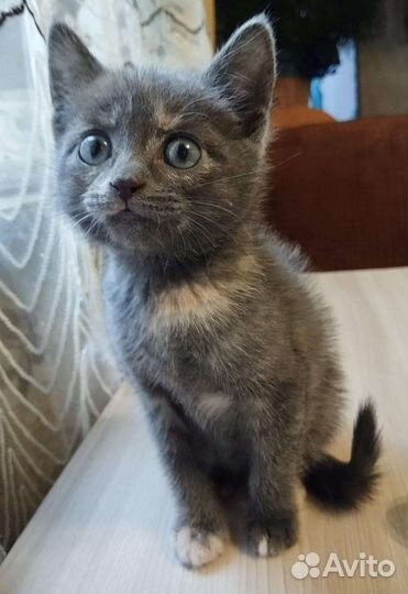 Котенок девочка в добрые руки