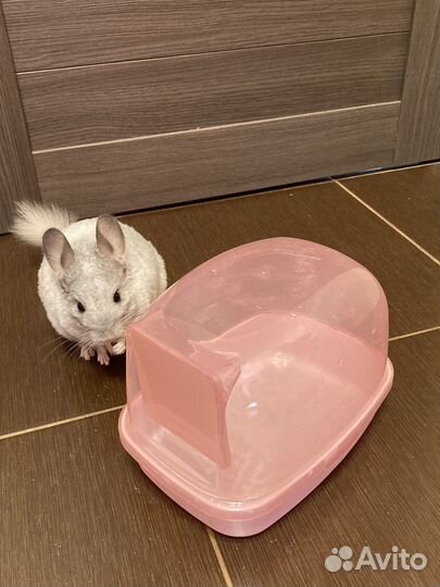 Ванночка для купания грызунов