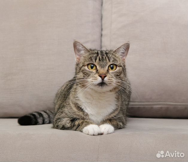 Кошечка Мандрагора ищет дом