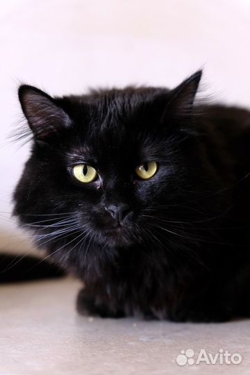 Молодой котик Дербент ищет дом