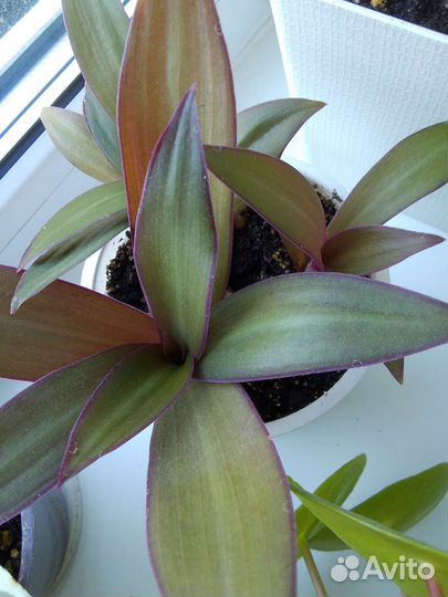 Традесканции