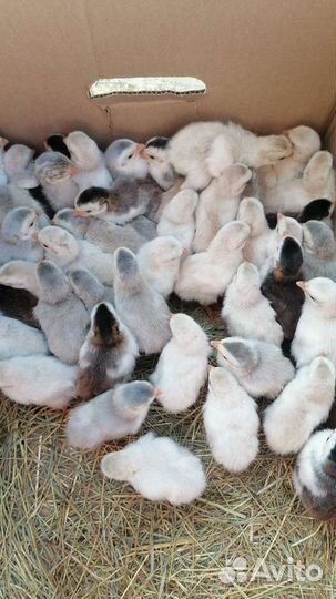 Гусята. Муларды. Индоутята. Утята. Цесарята