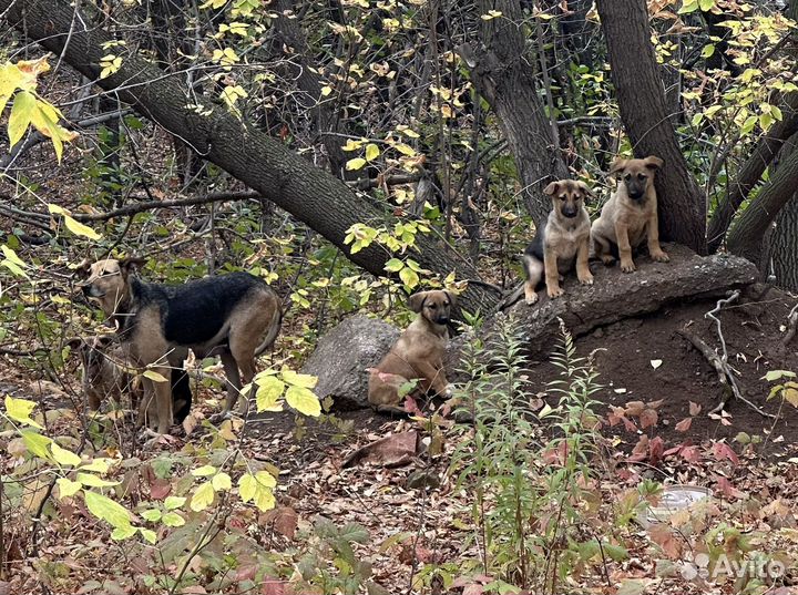 Щенок в добрые руки