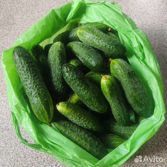 Помидора домашняя, кабачки, огурцы