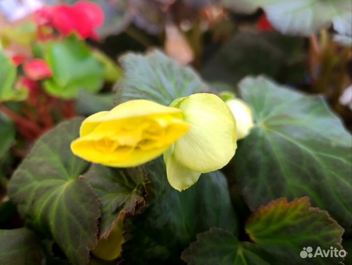 Бегония элатиор