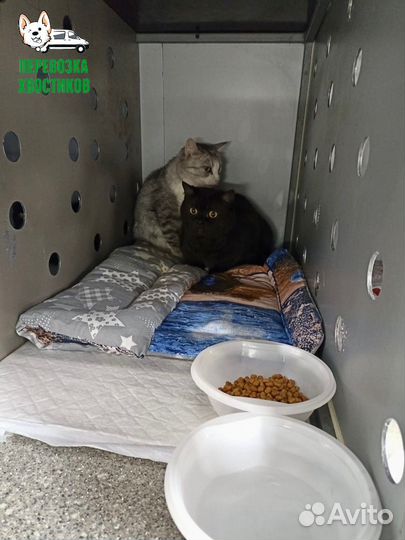 Зоотакси-Перевозка животных Новгород-Екатеринбург