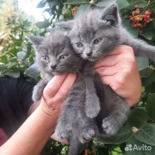 Британские котята,2месяца