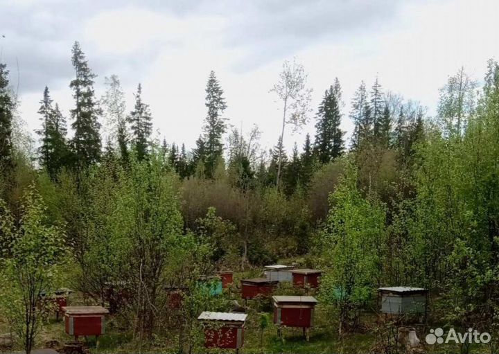 Продам пчелосемьи