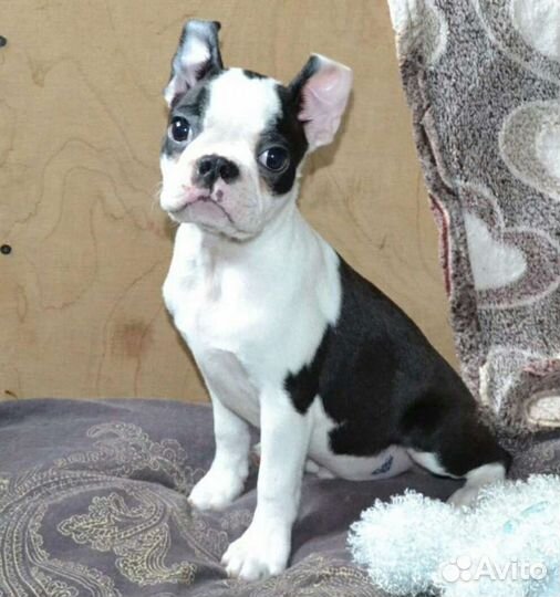 Бостон терьер