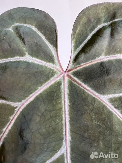 Антуриум Kos x zara mihel