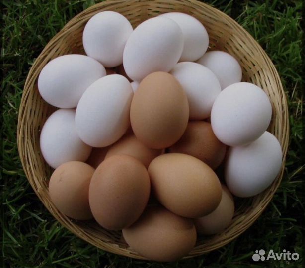 Домашние куриные яйца