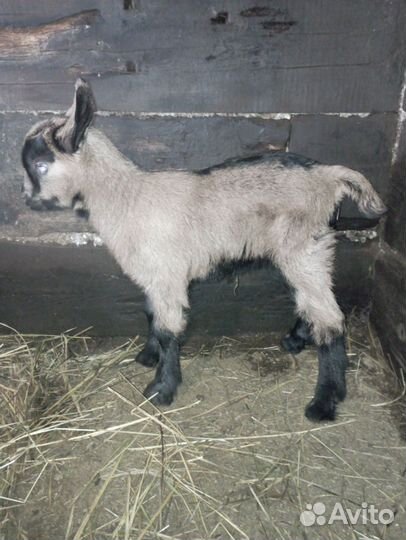 Чешские козлята