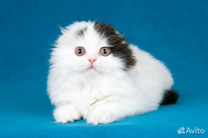 Шотландский котенок. Мальчик