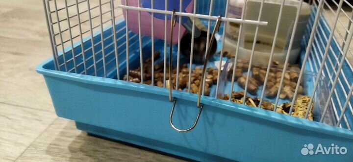 Джунгарские хомячки с клеткой