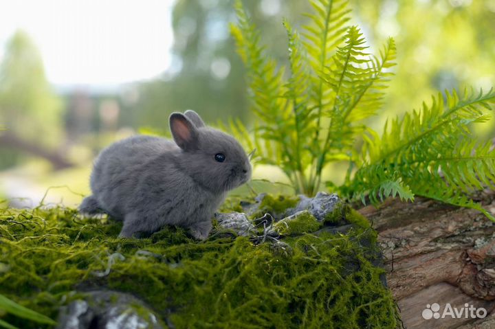 Ваш кролик у нас