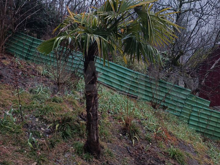 Участок 7 сот. (СНТ, ДНП)