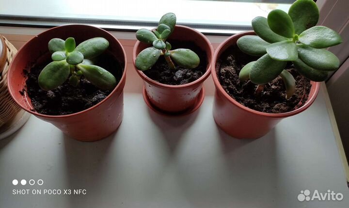 Денежное дерево (толстянка) кроссула