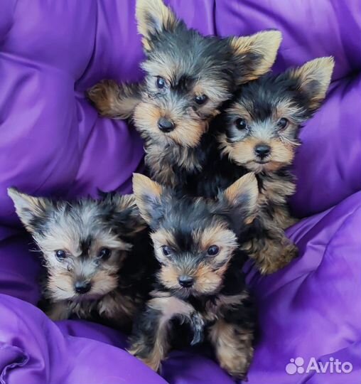 Щенок йоркширского терьера