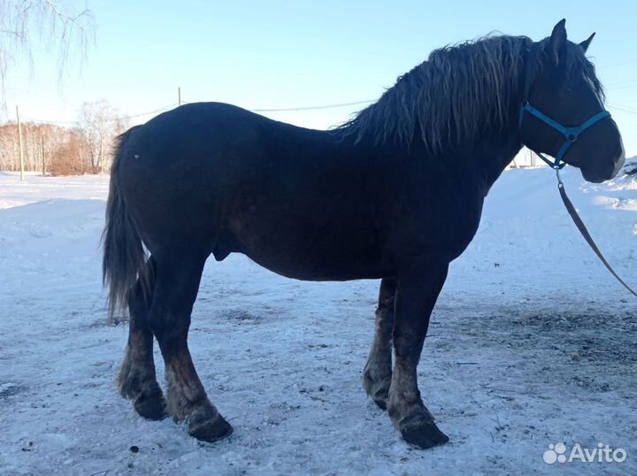 Советский тяжеловоз