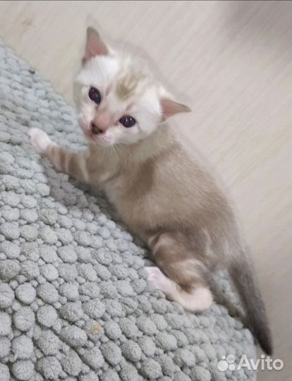Бенгальские котята
