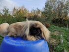 Отдам собаку порода пекинес