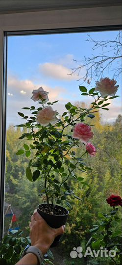Роза комнатная