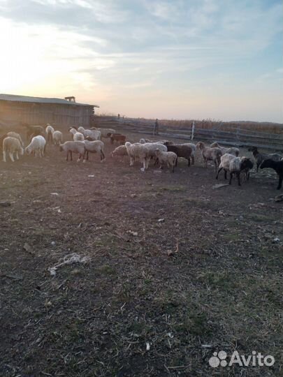 Овцы бараны