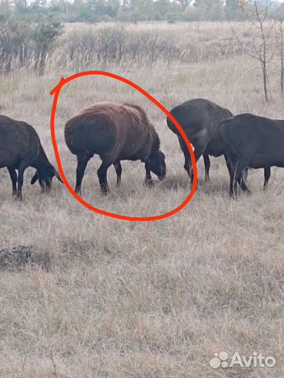 Курдючные бараны овцы