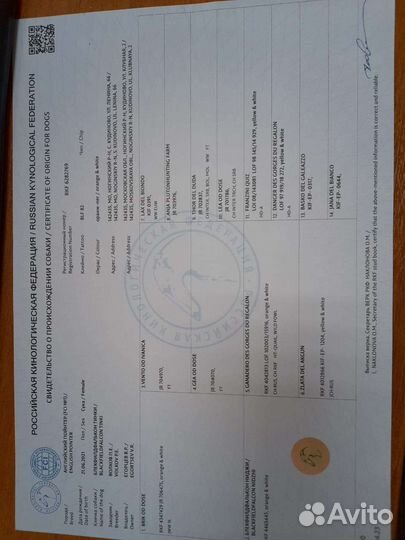 Щенки английского пойнтера 2 месяца документы РКФ