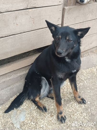 Щенульки ищут хозяев