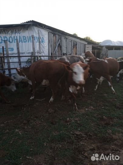 Коровы и телки