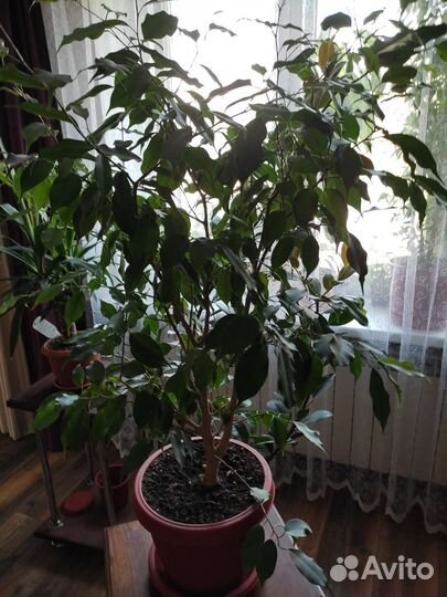 Фикус бенджамина большой