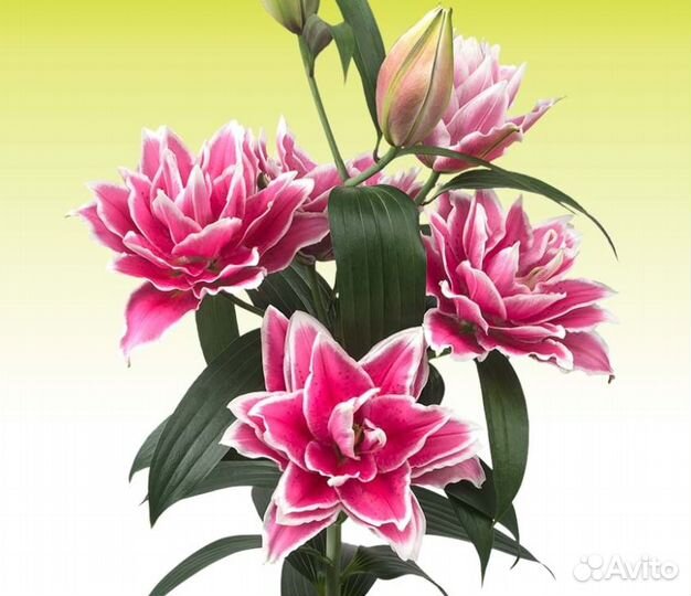 Луковицы розебудных лилий