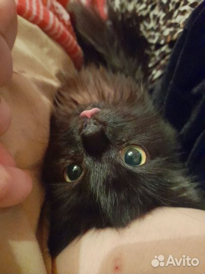 Кошечка 4-5 месяцев бесплатно котенок